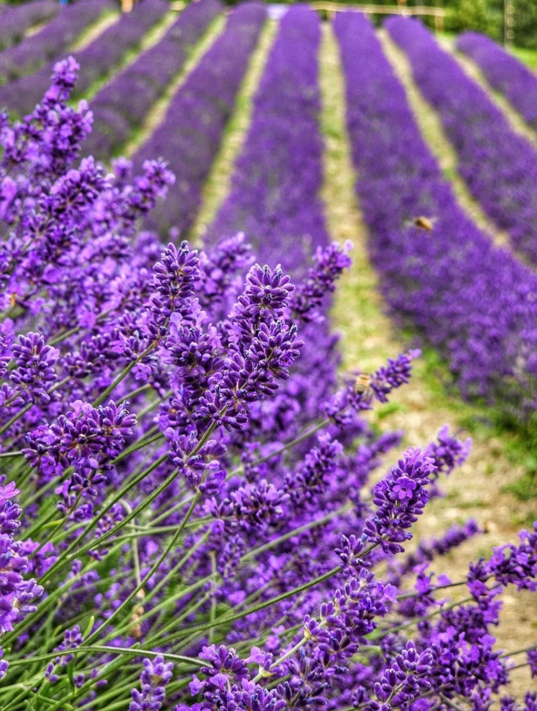 La Casa Della Lavanda Borgo Adorno Exterior foto
